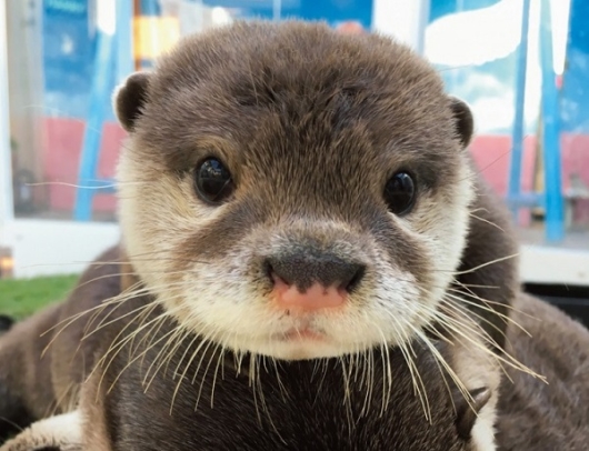 2 Otter Cafes, Let’s Be Healed by Otters in Japan 🦦 | omotenashi