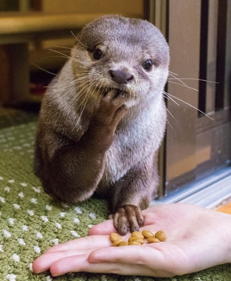 2 Otter Cafes, Let’s Be Healed by Otters in Japan 🦦 | omotenashi