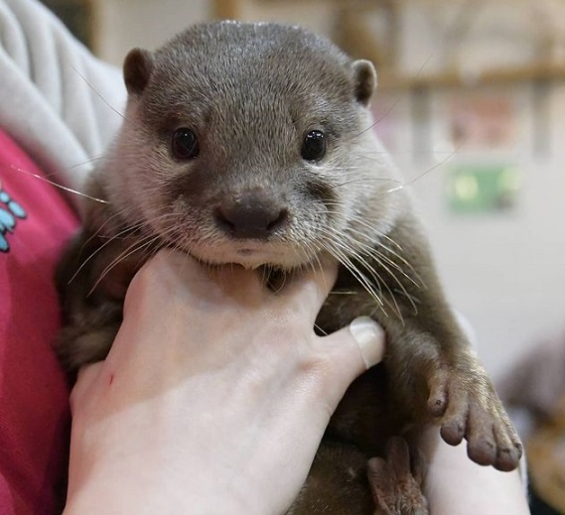 2 Otter Cafes, Let’s Be Healed by Otters in Japan 🦦 | omotenashi