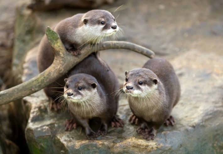 2 Otter Cafes, Let’s Be Healed by Otters in Japan 🦦 | omotenashi