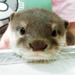 2 Otter Cafes, Let's Be Healed by Otters in Japan 🦦