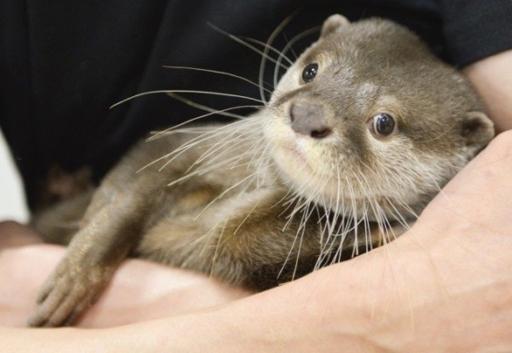 2 Otter Cafes, Let’s Be Healed by Otters in Japan 🦦 | omotenashi